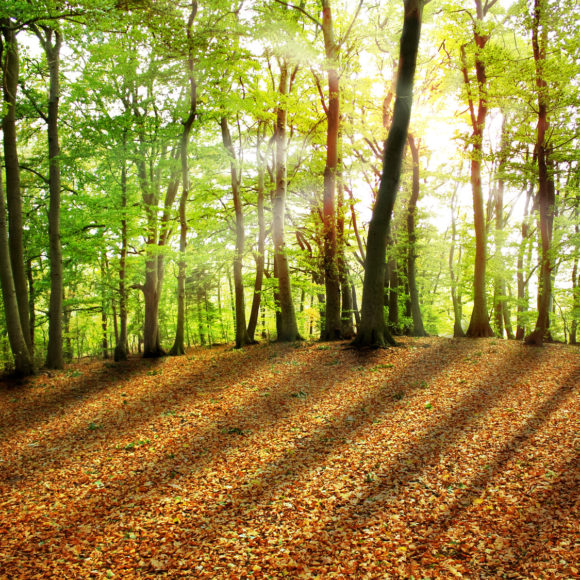 Waldbaden – der Biophilia-Effekt
