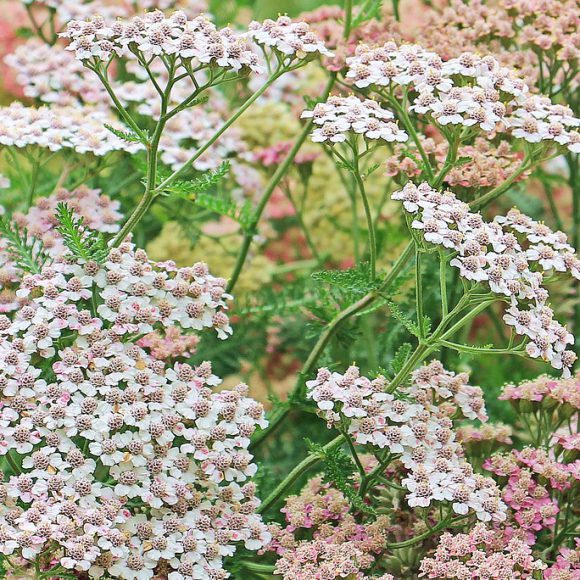Kennen Sie die Gemmotherapie? – Therapie mit dem Frühling