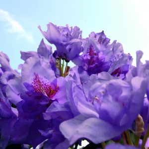 IBT – Integrative bewegte Traumatherapie