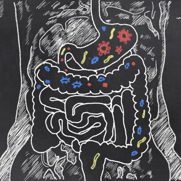 Ein gesundes Immunsystem beginnt im Darm