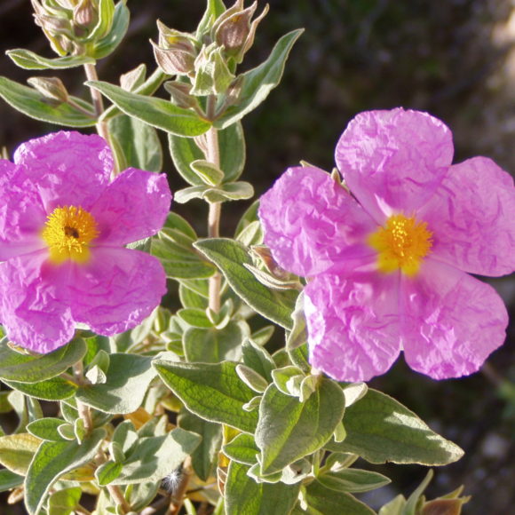 Zistrose (cistus incanus) – Verlässlicher pflanzlicher Helfer in der Erkältungszeit