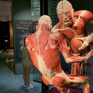 Anatomie des Glücks – KÖRPERWELTEN Museum in Heidelberg jetzt mit neuen Plastinaten