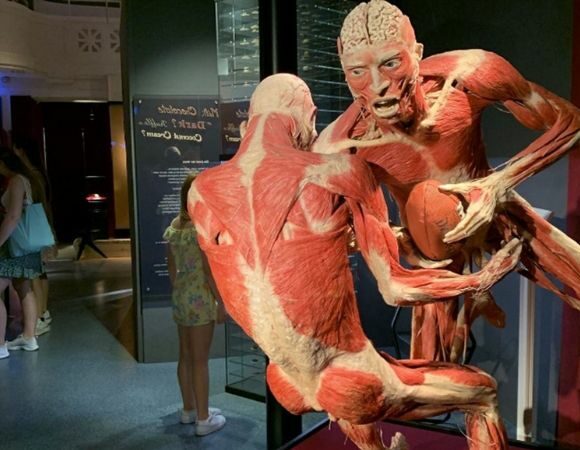 Anatomie des Glücks – KÖRPERWELTEN Museum in Heidelberg jetzt mit neuen Plastinaten Anatomie des Glücks – KÖRPERWELTEN Museum in Heidelberg jetzt mit neuen Plastinaten