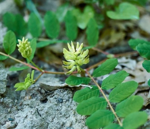 Astragalus (Tragant)