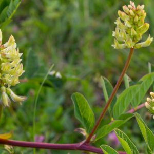 Astragalus (Tragant) – Stärkungsmittel in der chinesischen Medizin Astragalus (Tragant) – Stärkungsmittel in der chinesischen Medizin