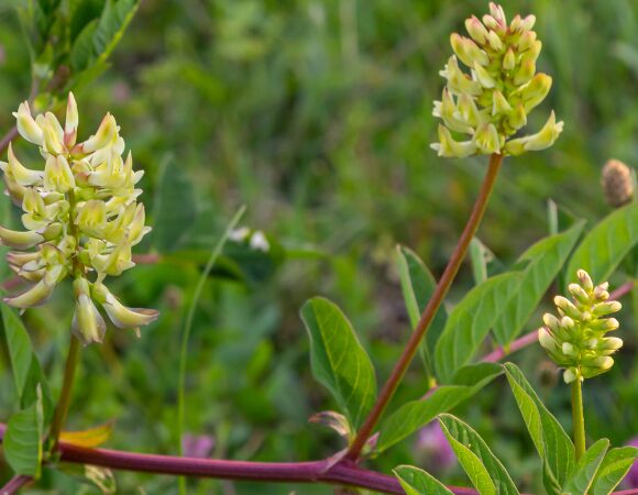Astragalus (Tragant)  – Stärkungsmittel in der chinesischen Medizin