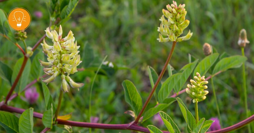 Astragalus (Tragant) – Stärkungsmittel in der chinesischen Medizin Astragalus (Tragant) – Stärkungsmittel in der chinesischen Medizin