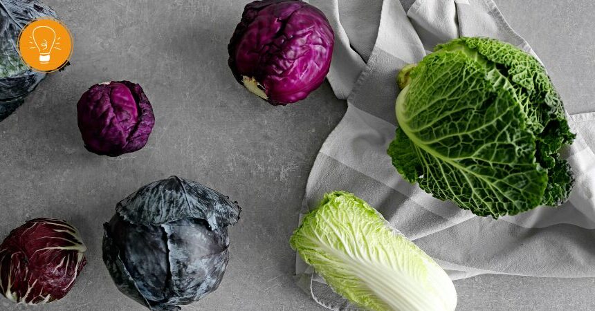 Blattkohl ‒ Gemüse des Jahres 2025 und 2026