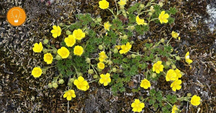 Blutwurz – die Arzneipflanze des Jahres 2024 Blutwurz – die Arzneipflanze des Jahres 2024