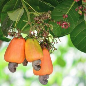 Der Cashewbaum – Giftpflanze des Jahres 2025