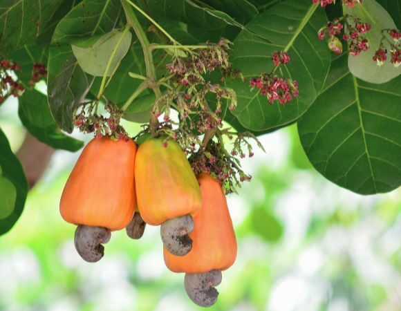 Der Cashewbaum – Giftpflanze des Jahres 2025