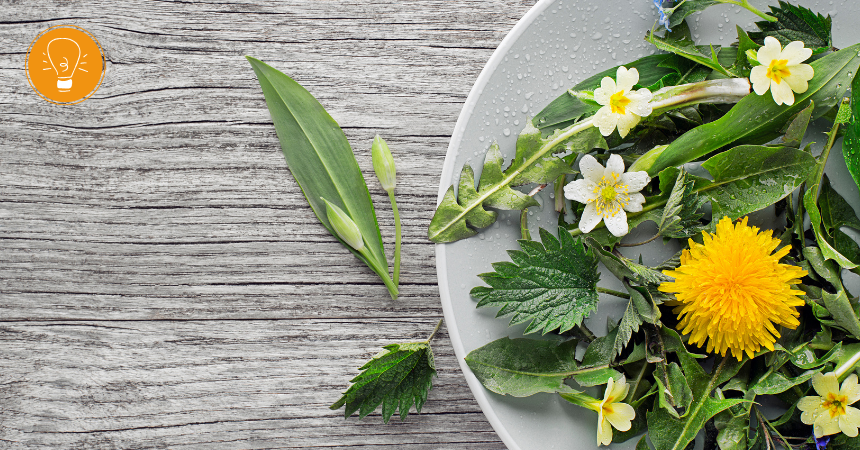 Detox mit Wildkräutern – frische Kraft aus der Natur im Frühling Detox mit Wildkräutern – frische Kraft aus der Natur im Frühling