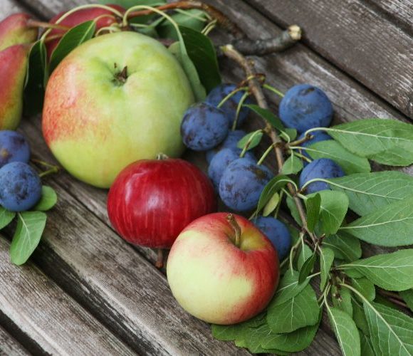 Fructoseintoleranz – Symptome, Diagnose & Ernährungstherapie
