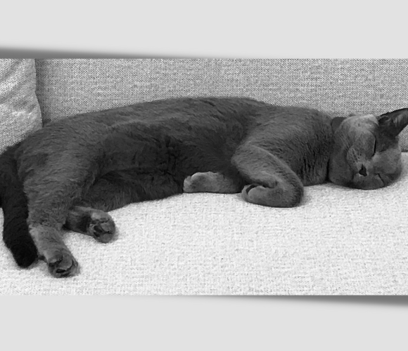 Haustiere im Büro – unser Kollege, Kater Findus