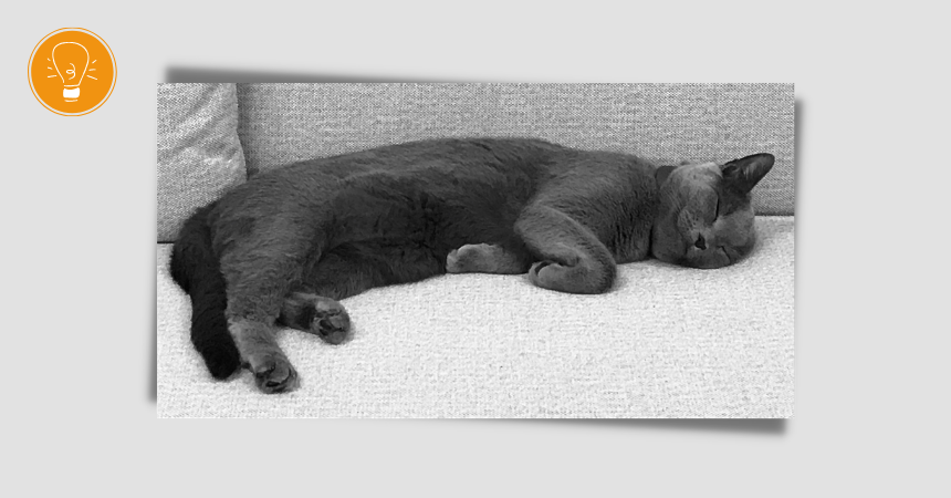 Haustiere im Büro – unser Kollege, Kater Findus Haustiere im Büro – unser Kollege, Kater Findus