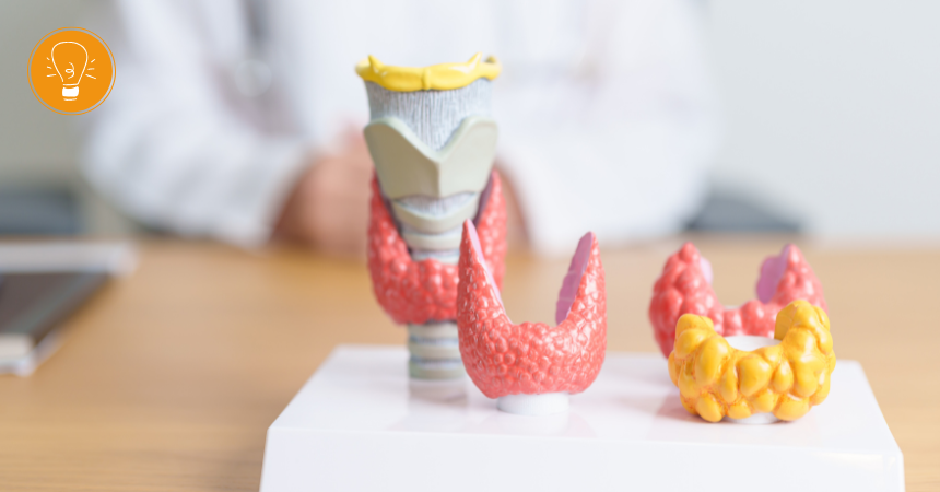 Karussell der Hormone – das Hormonsystem und seine zahlreichen Interaktionen Karussell der Hormone – das Hormonsystem und seine zahlreichen Interaktionen