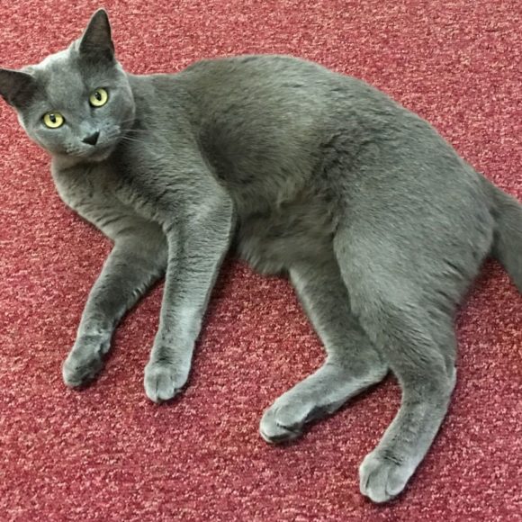 Entdecke die Katze in dir – Was wir von den Tieren lernen können