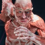 Körperwelten - Plastinat