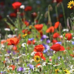 Leben mit den Jahreszeiten – Sommer