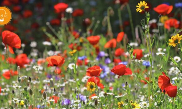 Leben mit den Jahreszeiten – Sommer