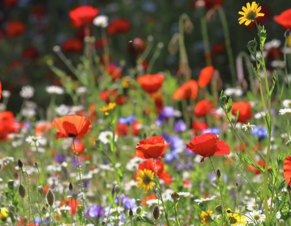 Leben mit den Jahreszeiten – Sommer