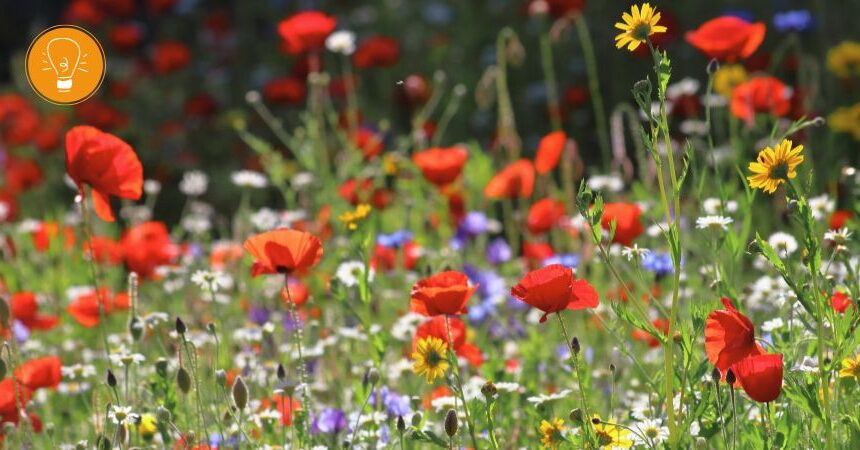 Leben mit den Jahreszeiten – Sommer Leben mit den Jahreszeiten – Sommer