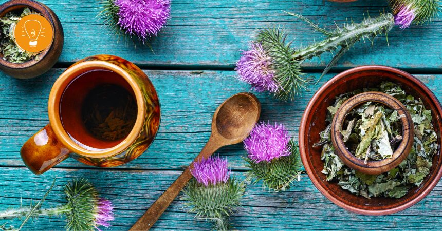 Mariendistel – ein Segen für die Leber Mariendistel – ein Segen für die Leber