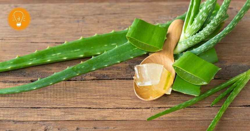 Natürliche Schönheit und Gesundheit mit Aloe Vera