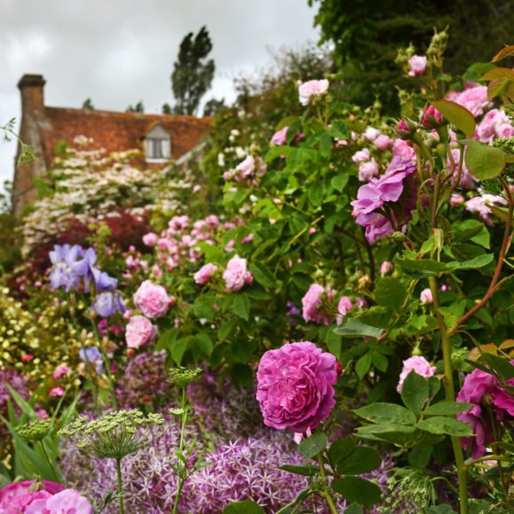 Heilpflanzen im Porträt: Die Heilkraft der Rose