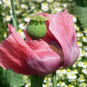 Schlafmohn – Die Giftpflanze des Jahres 2021