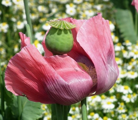 Schlafmohn – Die Giftpflanze des Jahres 2021 Schlafmohn – Die Giftpflanze des Jahres 2021