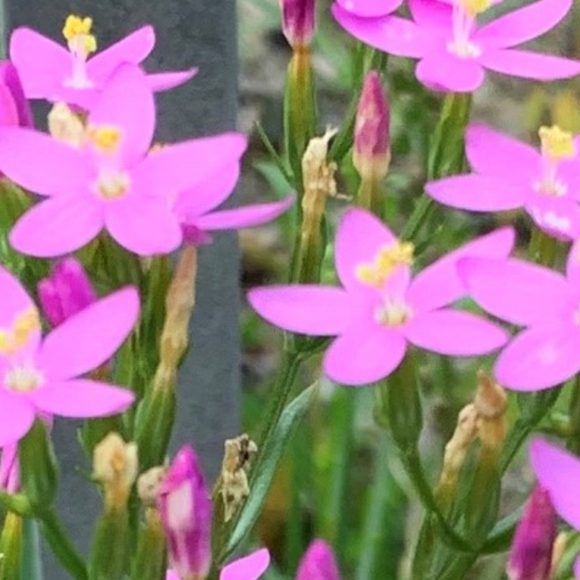 Spannende Einblicke in die Welt der Pflanzen: Kräuterführung im Botanischen Garten Berlin