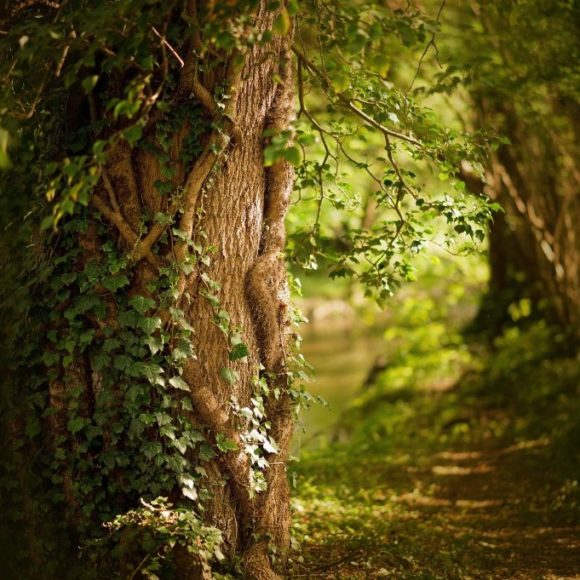 Der Internationale Tag des Waldes – Der Wald ist Medizin