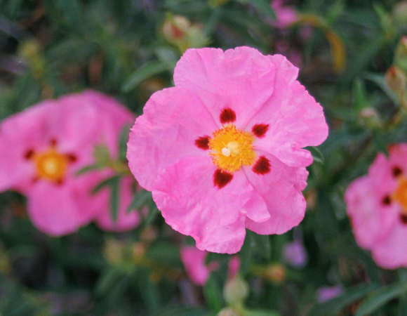 Zistrose ‒ die Femme fatale für Viren